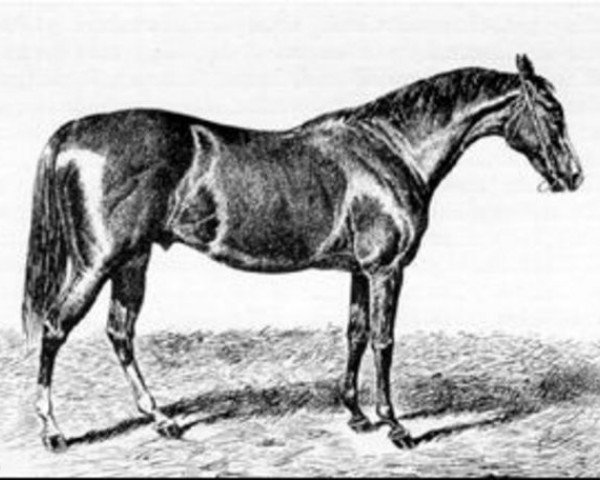 horse St Albans xx (Thoroughbred, 1857, from Stockwell xx)