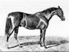 Deckhengst St Albans xx (Englisches Vollblut, 1857, von Stockwell xx)