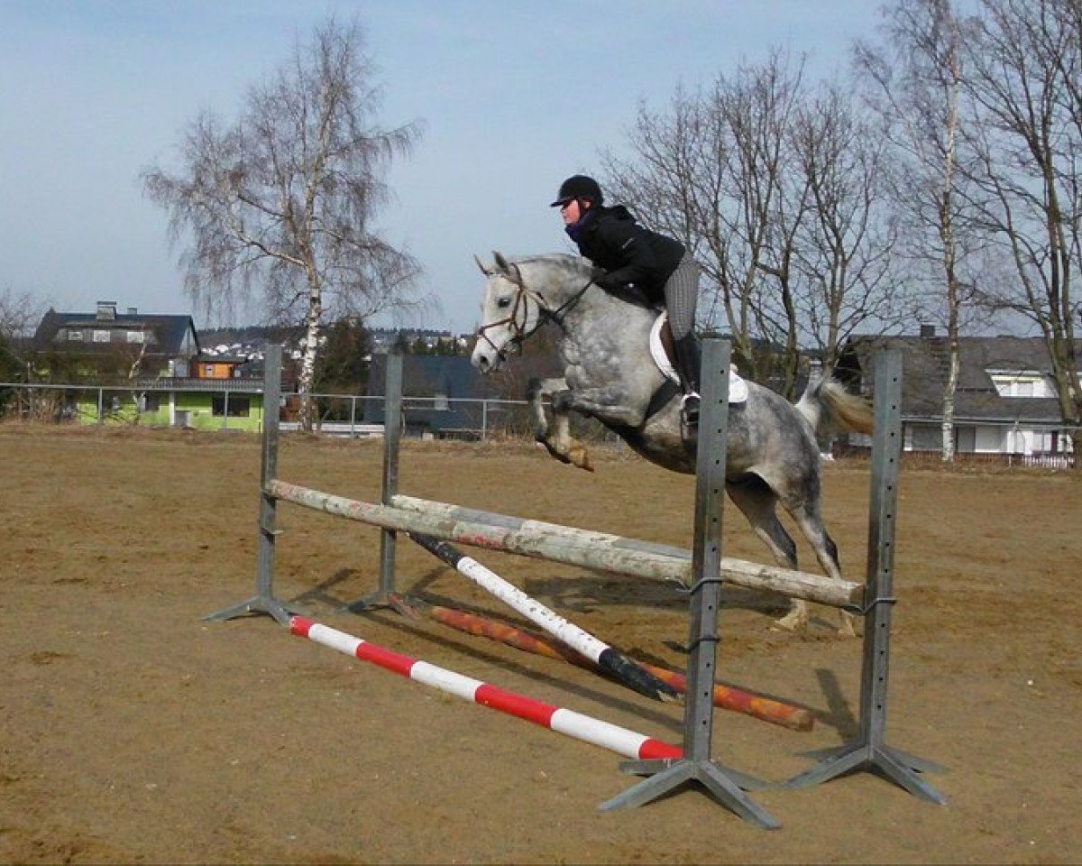 Springpferd Silver-moon (Polnisches Warmblut, 2000, von Pluto)
