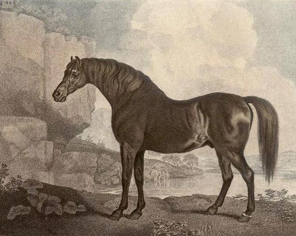 stallion Marske xx (Thoroughbred, 1750, from Squirt xx)