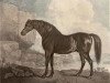 stallion Marske xx (Thoroughbred, 1750, from Squirt xx)