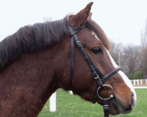 horse Carlos (German Riding Pony, 2006, from Calvados)