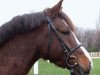 horse Carlos (German Riding Pony, 2006, from Calvados)