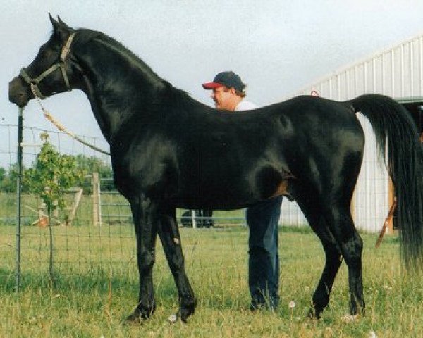 stallion Sah Hasim Khabar ox (Arabian thoroughbred, 1988, from Char Serr ox)