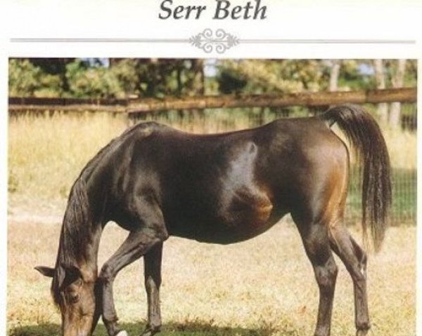 Zuchtstute Serr Beth ox (Vollblutaraber, 1975, von Ibn Fa Serr 1960 EAO)