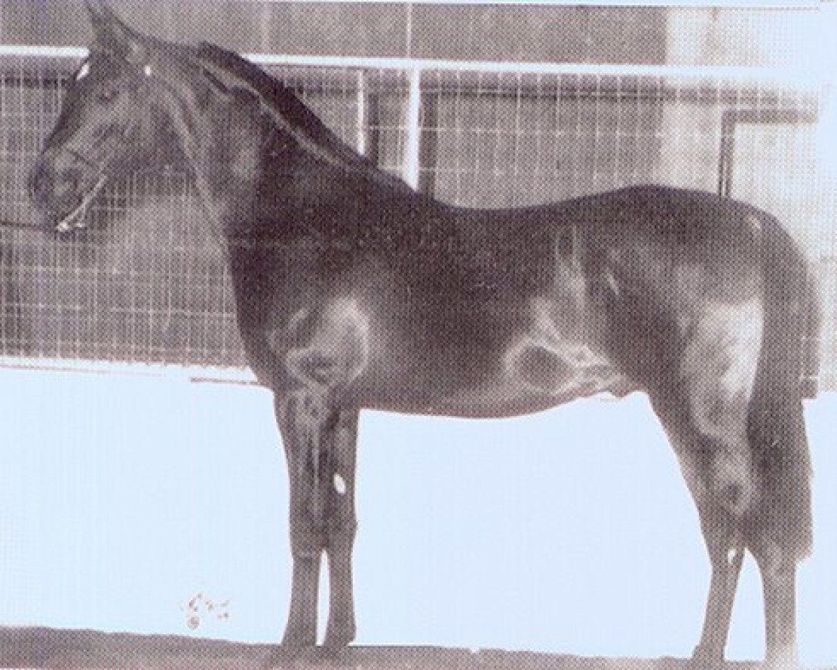 stallion Amir Ibn Faserr ox (Arabian purebred, 1978, from Ibn Fa Serr 1960 EAO)