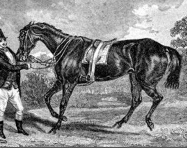 broodmare Industry xx (Thoroughbred, 1835, from Priam xx)