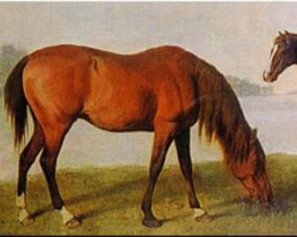 stallion Goldfinder xx (Thoroughbred, 1764, from Snap xx)