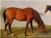 stallion Goldfinder xx (Thoroughbred, 1764, from Snap xx)