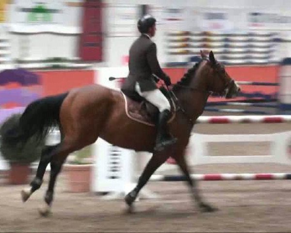 stallion Auheim's La Quitol (Zangersheide riding horse, 2005, from Landjunge)
