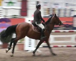 stallion Auheim's La Quitol (Zangersheide riding horse, 2005, from Landjunge)