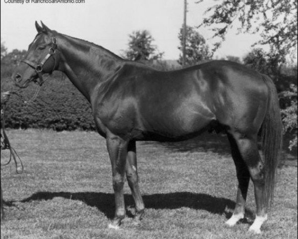 Pferd Royal Charger xx (Englisches Vollblut, 1942, von Nearco xx)