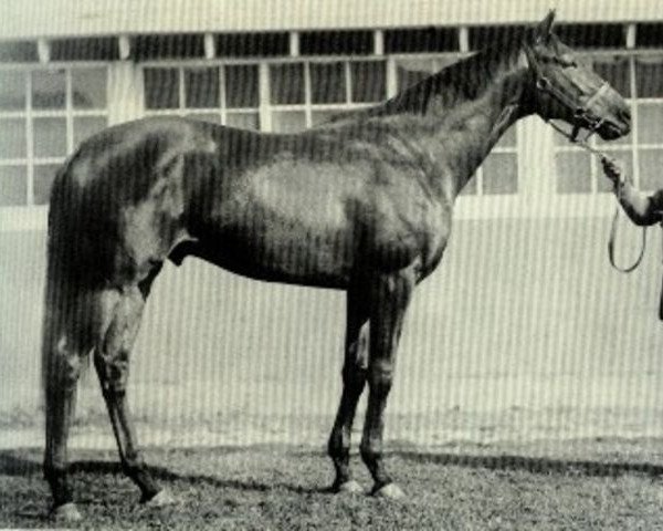 stallion Turn-To xx (Thoroughbred, 1951, from Royal Charger xx)