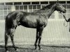 stallion Turn-To xx (Thoroughbred, 1951, from Royal Charger xx)