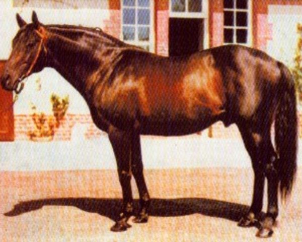 stallion Sir Gaylord xx (Thoroughbred, 1959, from Turn-To xx)