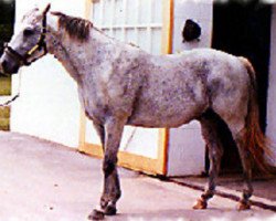 stallion Drone xx (Thoroughbred, 1966, from Sir Gaylord xx)