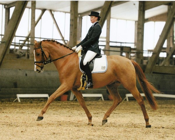 dressage horse Quirin Qinn (Oldenburg, 2004, from Quando-Quando)