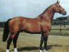 horse Almé Z (Selle Français, 1966, from Ibrahim AN)