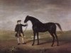 stallion Snap xx (Thoroughbred, 1750, from Snip xx)