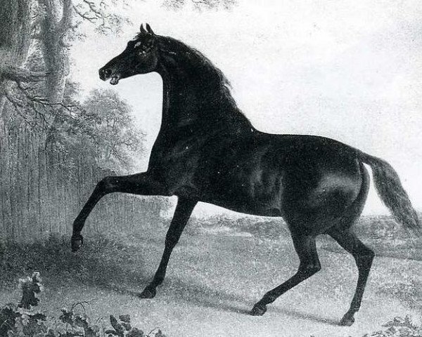 stallion Sir Peter Teazle xx (Thoroughbred, 1784, from Highflyer xx)