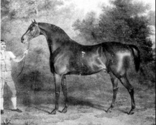 horse Orville xx (Thoroughbred, 1799, from Beningbrough xx)
