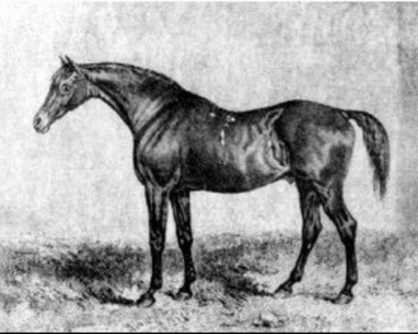 stallion Muley xx (Thoroughbred, 1810, from Orville xx)