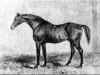 stallion Muley xx (Thoroughbred, 1810, from Orville xx)