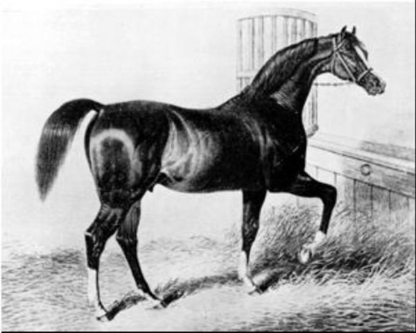 stallion Sultan xx (Thoroughbred, 1816, from Selim xx)
