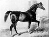 stallion Sultan xx (Thoroughbred, 1816, from Selim xx)