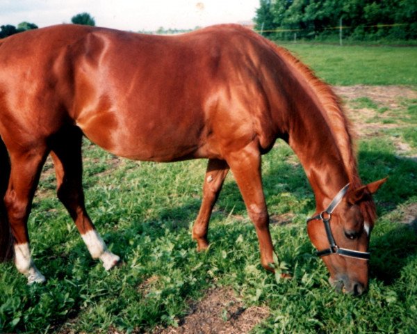 broodmare Hirtentraum (Oldenburg, 1987, from Zeus)