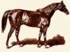 stallion Cambuscan xx (Thoroughbred, 1861, from Newminster xx)
