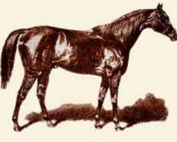 stallion Cambuscan xx (Thoroughbred, 1861, from Newminster xx)