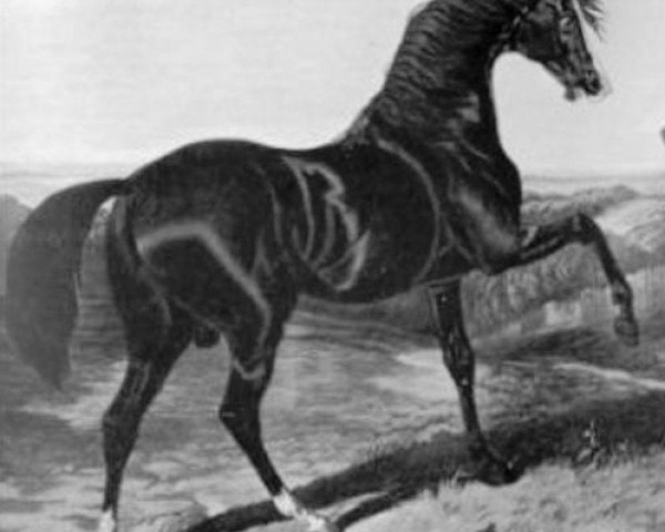 Deckhengst Camel xx (Englisches Vollblut, 1822, von Whalebone xx)