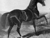 stallion Camel xx (Thoroughbred, 1822, from Whalebone xx)