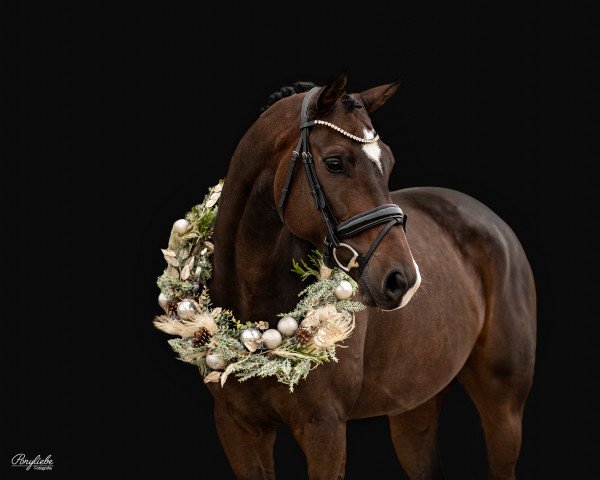 dressage horse Zansibar 4 (German Sport Horse, 2015, from Zirkon 8)