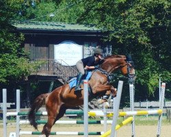 dressage horse Frodolino F (Bavarian, 2005, from Florestano)