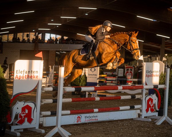 jumper New Order VDL (KWPN (Royal Dutch Sporthorse), 2018, from Glasgow van het Merelsnest)