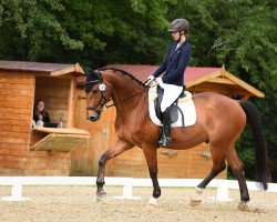 jumper Chevalier de Bergerac (Hanoverian, 2007, from Cyrano de Bergerac)