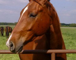 dressage horse Don Lui (Rhinelander, 2007, from Don Frederico)