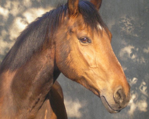 Pferd Lovin Spoonful (Holsteiner, 1988, von Labrador)