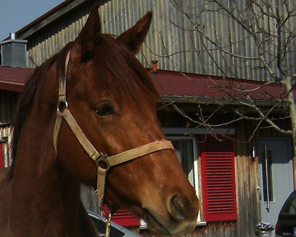 Springpferd Lanzelot (Oldenburger Springpferd, 2008, von Landry)