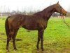 stallion Parco xx (Thoroughbred, 1986, from Kafu xx)