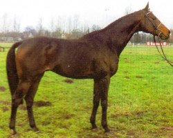 stallion Parco xx (Thoroughbred, 1986, from Kafu xx)