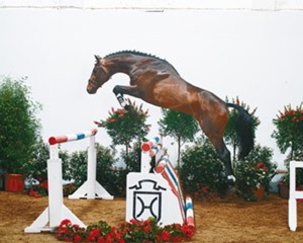 stallion Pasco (Holsteiner, 1998, from Parco xx)