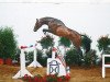 stallion Pasco (Holsteiner, 1998, from Parco xx)