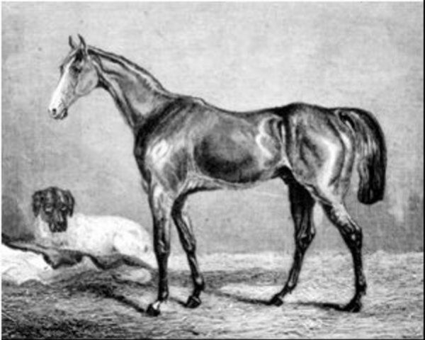 stallion Harkaway xx (Thoroughbred, 1834, from Economist xx)