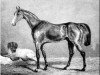 horse Harkaway xx (Thoroughbred, 1834, from Economist xx)