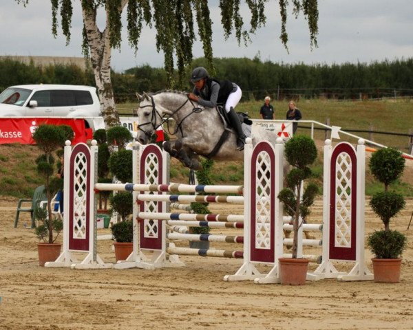 jumper Le Joly 3 (Zangersheide riding horse, 2015, from Lyjanero)