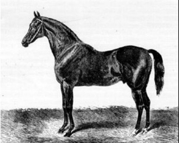 stallion King Tom xx (Thoroughbred, 1851, from Harkaway xx)