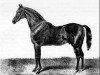stallion King Tom xx (Thoroughbred, 1851, from Harkaway xx)